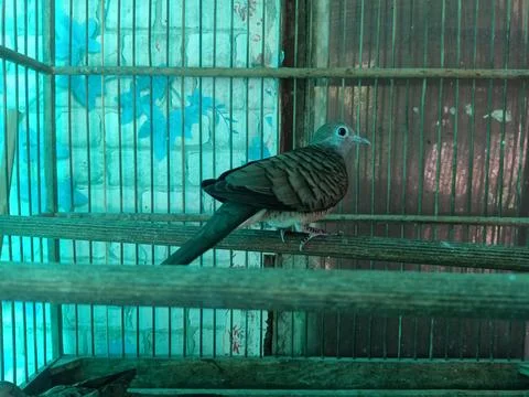 Bird in a cage Stock Photos