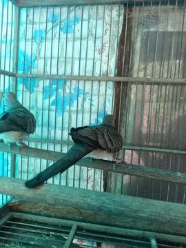 Bird in a cage Stock Photos