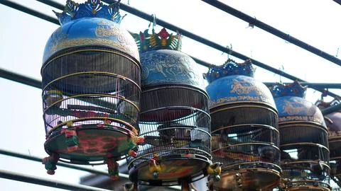 Bird in a cage Stock Photos