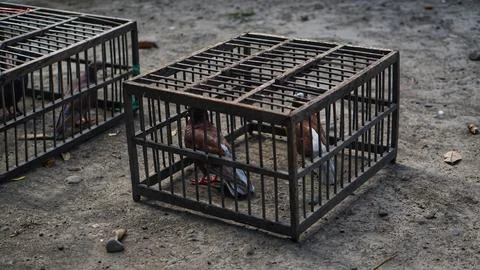 Bird in a cage Stock-Fotos
