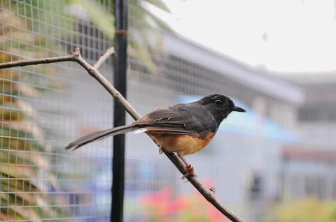 Bird in the cage Stock Photos