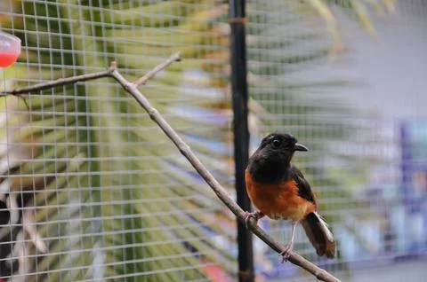 Bird in the cage Stock Photos