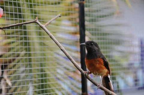 Bird in the cage Stock Photos