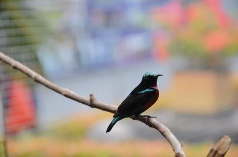 Bird in the cage Stock Photos