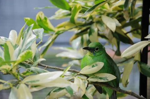 Bird in the cage 스톡 사진