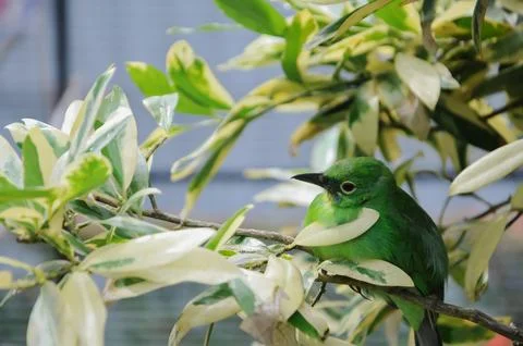 Bird in the cage Stock Photos