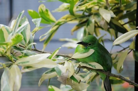 Bird in the cage Stock Photos