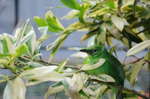 Bird in the cage 스톡 사진