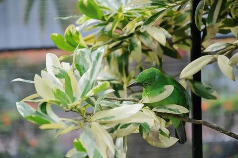Bird in the cage Stock Photos
