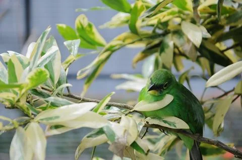 Bird in the cage Stock Photos