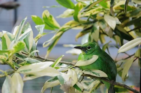 Bird in the cage Stock Photos