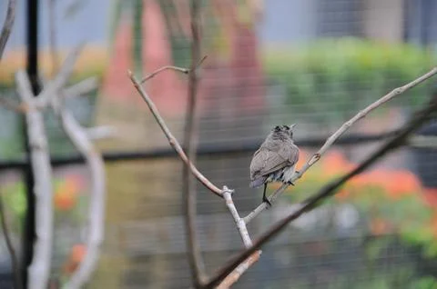Bird in the cage Foto stock
