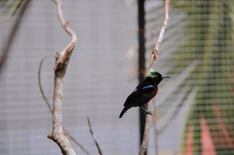 Bird in the cage Stock Photos