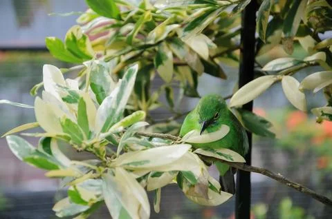 Bird in the cage Stock Photos