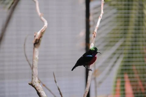 Bird in the cage Stock Photos