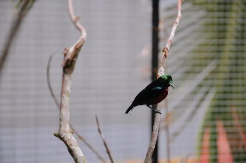 Bird in the cage Stock Photos