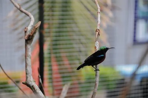 Bird in the cage Stock Photos