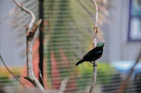 Bird in the cage Foto stock