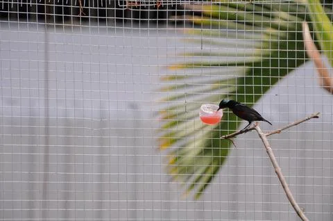 Bird in the cage Stock Photos