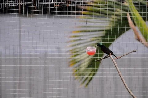 Bird in the cage Stock Photos