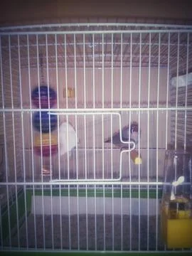 Bird in a Cage Stock-Fotos