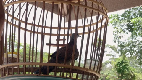 Bird In Cage SLOMO 4k Stock Footage 235864785
