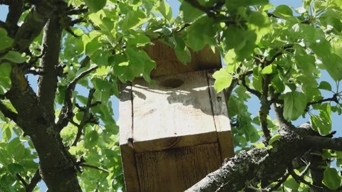 Bird cage in a tree Stock Footage 154938793