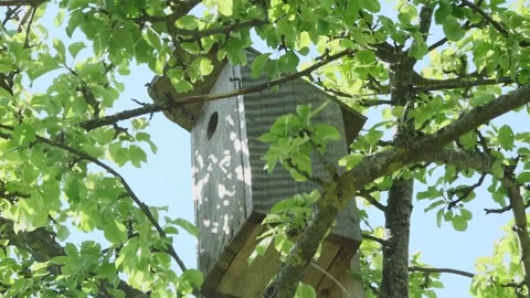 Bird cage in a tree Stock Footage 154938803