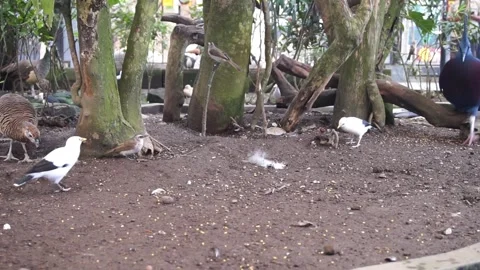 Bird cage in the zoo Stock Footage 330185041