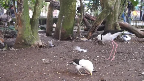 Bird cage in the zoo Stock Footage 330185120