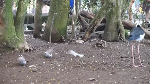 Bird cage in the zoo Stock Footage 330185174