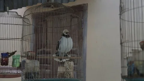 Bird cages and poultry feed itself in a cage adorable tweeting sing beak Vietnam Stock Footage 70761668
