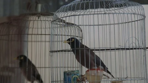 Bird cages and poultry feed itself in a cage adorable tweeting sing beak Vietnam Stock Footage 70761697
