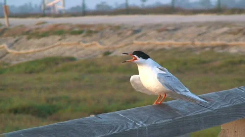 Bird call Stock Footage 714137