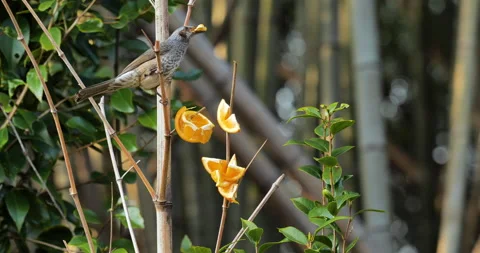 A bird called bulbul. Stock Footage 144387042