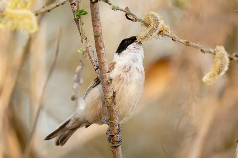 Bird Called Remiz Eats Willow Stock Photos
