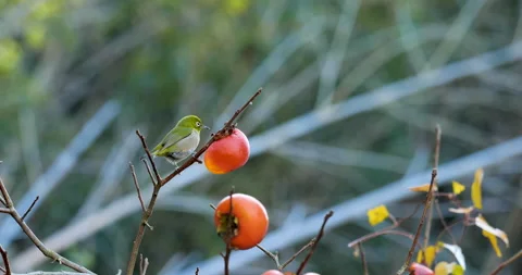 This bird is called "White eye". Stock Footage 141801795