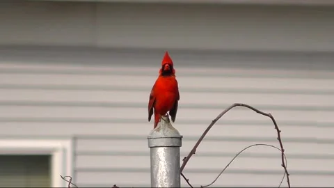 This bird is calling his friend Stock Footage 211700177