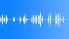 Bird callingSound Effect