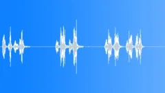 Bird callingSound Effect