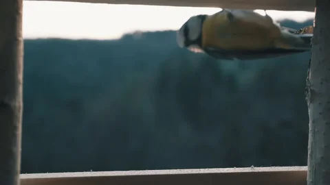 Bird, camera inside bird house Stock Footage 122152940