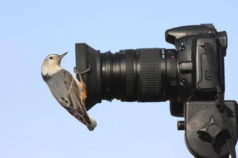 Bird on a camera Stock Photos