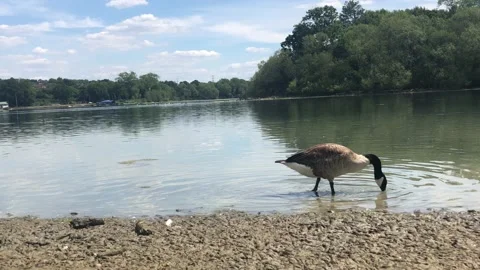 BIRD IN CANAL WATER Stock Footage 135014445