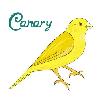 Bird canary vector illustration Stock Illustration
