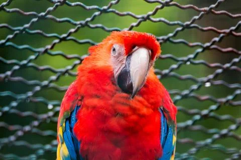 Bird in captivity Stock Photos