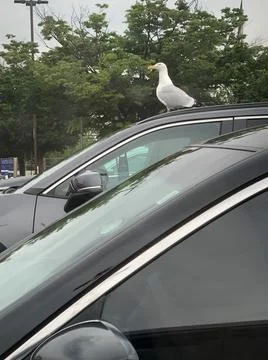 Bird on Car Stock Photos