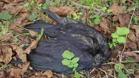 Bird Carcass 4K _1 Stock Footage 42009122