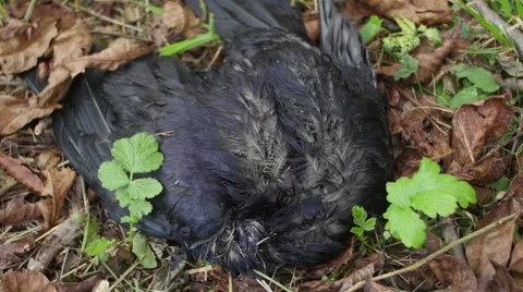 Bird Carcass 4K _2 Stock Footage 42002633