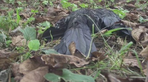 Bird Carcass 4K _4 Stock Footage 41936282