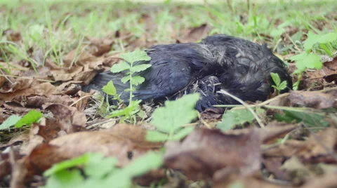 Bird Carcass 4K {decomposing} Stock Footage 41989479